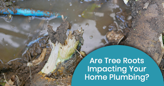 樹根會影響你家的管道嗎?